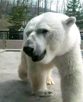 「P.N.アダム」さんからの投稿写真＠旭山動物園