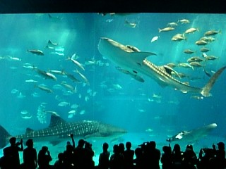 「P.N.AMI」さんからの投稿写真＠新江ノ島水族館