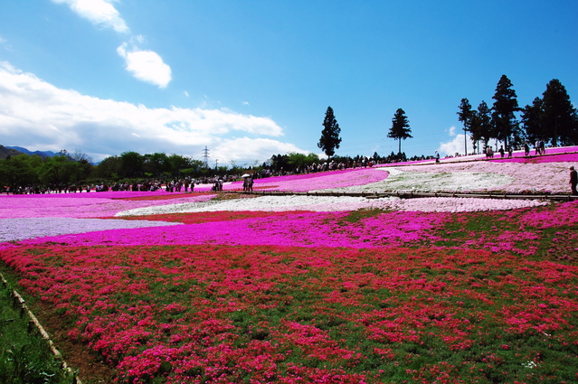 一面に広がる花のパッチワーク 芝桜が楽しめる絶景スポット 花見特集21