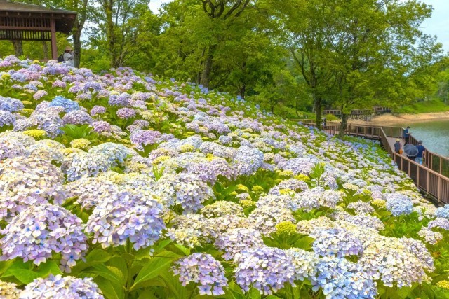 国営讃岐まんのう公園