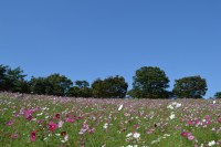 昭和記念公園 コスモスまつり2017　開催