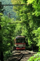 「叡山電車」青もみじ新緑の徐行運転を実施！