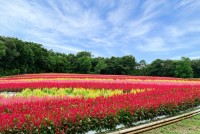 国営武蔵丘陵森林公園で「羽毛ゲイトウ」の花畑が見頃に