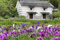 加茂荘花⿃園（静岡県掛川市）：2023年「オリジナル花菖蒲・アジサイ展」開催のお知らせ　　花菖蒲編