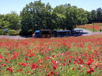 【行ってきました】国営昭和記念公園フラワーフェスティバル2023 様々な花や自然がお出迎え、農業公園や日本庭園など見どころもご紹介