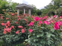 箱根強羅公園のローズガーデンでバラが開花しました