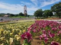 【東京ドイツ村】風が運ぶ初夏の絶景、7月上旬に15万輪のゆりが見頃を迎えます