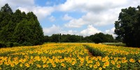 千葉県「成田ゆめ牧場」の今夏の最終会場にて “2万本”のひまわりが満開目前！週末の満開を想定