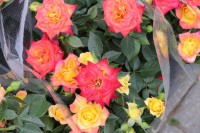 荒川区内にバラが咲き誇る季節！あらかわRoseWeeks2024が始まります！