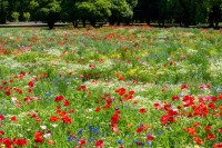 【国営昭和記念公園】ブーケガーデンが見頃を迎えています