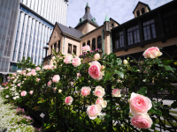 東京ガーデンテラス紀尾井町：春のイベント情報『KIOI ROSE WEEK 2024』を開催！～都内有数のバラ園に約90品種・600株のバラが咲き誇る～