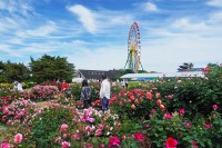 【国営ひたち海浜公園】約3,400株のバラがまもなく見頃です