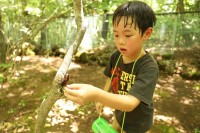 富士山の麓、富士すばるランドで夏季限定イベント「カブトムシ狩り」！7月13日(土)から開催！