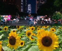 【新宿中央公園】西新宿のひまわり散歩ーひまわりとイブニングバーで朝も夜も楽しもう！～