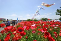 ポピーが咲き誇る花畑で出店イベント&鬼怒川流域交流Eボート大会 茨城県下妻市・鬼怒川河川敷にて5月18日に同時開催が決定!
