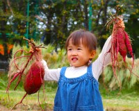 【遊園地むさしの村】酷暑・少雨の影響でさつまいもが生育不良です。「さつまいも不作でごめんね割」