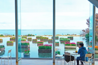 冬の園内を彩る「アイスチューリップ」1月6日より見頃を迎えます（国営ひたち海浜公園）