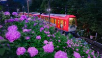 【箱根】幻想的な夜の絶景を走る！座席指定列車「夜のあじさい号」6月13日より運行開始