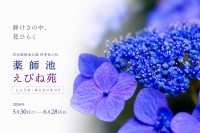 【東京・町田】初夏を彩る花ショウブとアジサイの競演！町田薬師池公園「しょうぶ・あじさいまつり」5月30日(土)より開催