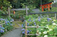 世界遺産‧熊野那智⼤社で「紫陽花祭」開催！約3,000株が彩る紫陽花園を⼀般公開