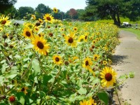 夏本番はもうすぐ！ ヒマワリが咲き始めました。（国営ひたち海浜公園）