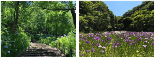 紫陽花の季節もおすすめ！生田緑地の「あじさい山」
