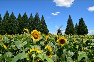 柏市あけぼの山農業公園は風車とヒマワリ畑の景観が7月中旬から見頃に