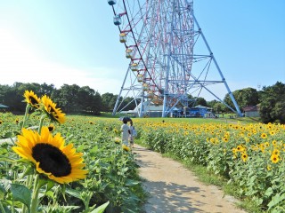 【葛西臨海公園】大観覧車を背景に約３万本のひまわりをライトアップ！夏の葛西臨海公園で「花と光のムーブメント」開催。