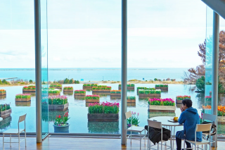 冬の園内を彩る「アイスチューリップ」1月6日より見頃を迎えます(国営ひたち海浜公園)