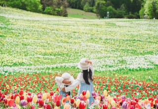 GWは「近場」で感動体験。100万株のスイセンが咲き誇る「ノルンみなかみフラワーガーデン」開園