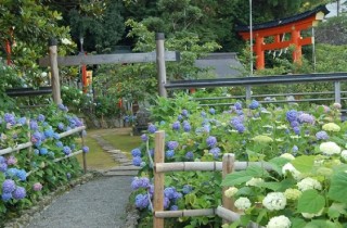 世界遺産‧熊野那智⼤社で「紫陽花祭」開催！約3,000株が彩る紫陽花園を⼀般公開