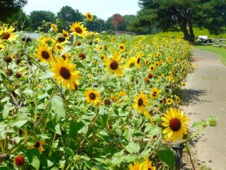 夏本番はもうすぐ！ ヒマワリが咲き始めました。（国営ひたち海浜公園）
