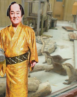 コツメカワウソたちのそばにも