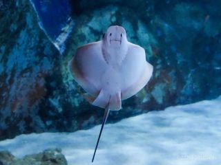 水の生きものたちがお出迎え