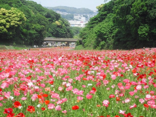 横須賀市くりはま花の国「ポピーまつり」6月2日（日）まで開催　