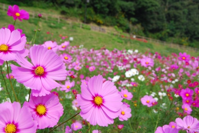横須賀市くりはま花の国で約100万本の開花リレー「コスモス園オープン」開催