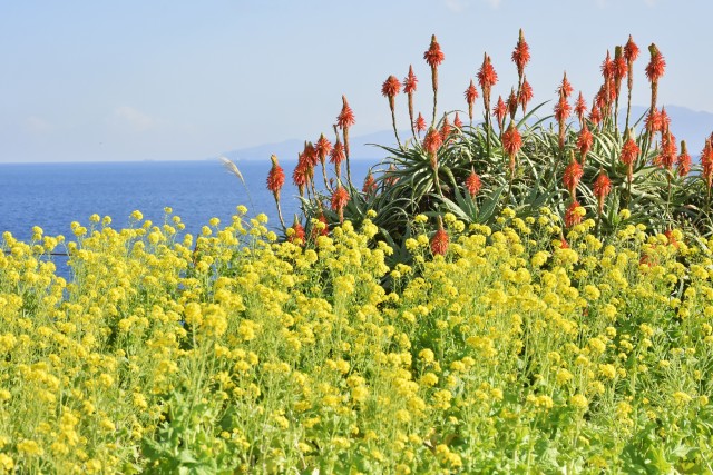 一足早い春の訪れ♪「菜の花」と「キダチアロエ」が見頃に！