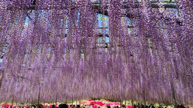 あしかがフラワーパークの大藤が昨年より1週間早く見頃を迎えました！
