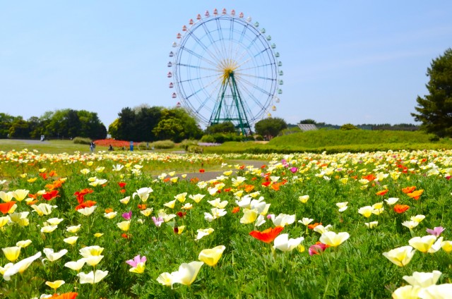 【茨城・ひたちなか】まるでバレリーナのチュチュ！国営ひたち海浜公園でカリフォルニアポピーが見頃を迎えています