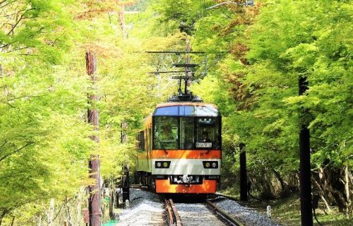 叡山電車と青もみじ