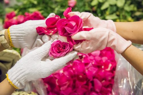 ペタリング (C)ハレバレシャシン