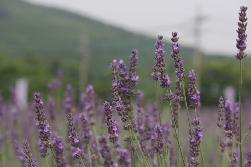 嵐山町ラベンダーイメージ