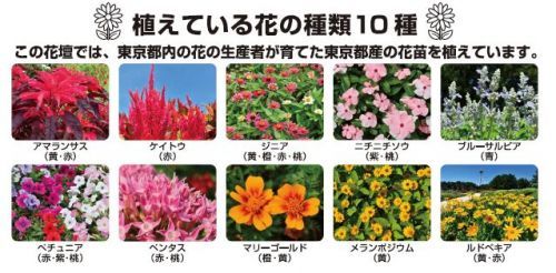 植えている花の種類