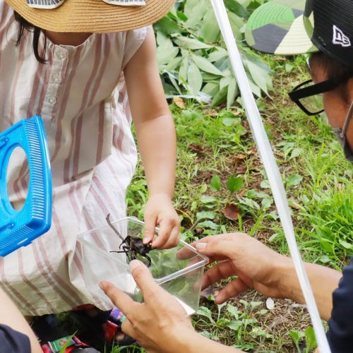 夏やすみ企画！カブトムシ採集体験イメージ1