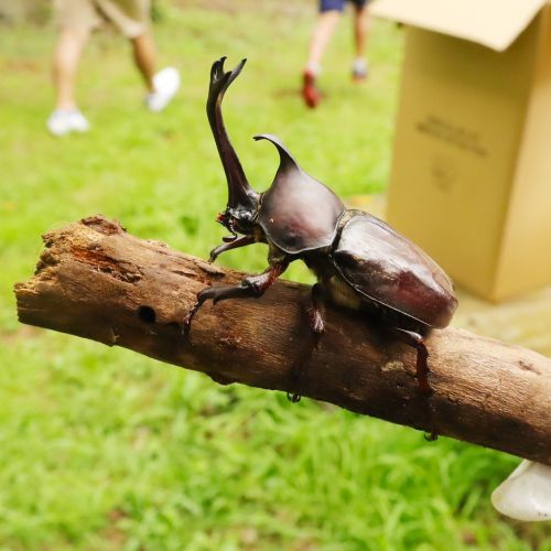 夏やすみ企画！カブトムシ採集体験イメージ2