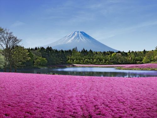 富士本栖湖リゾート(イメージ)
