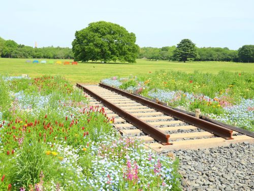 線路の先には公園のシンボルツリーである大ケヤキがあります