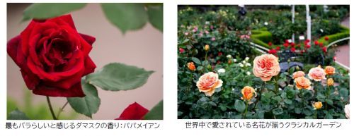 西武園ゆうえんちのバラたち