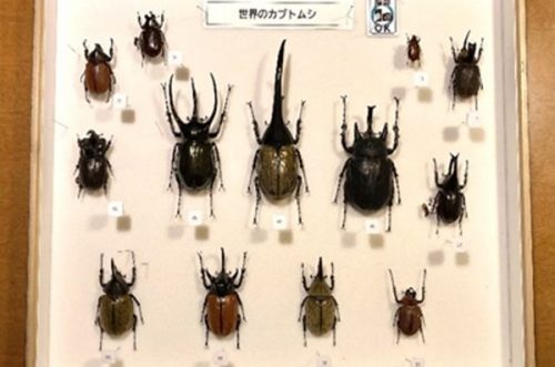 標本展示イメージ