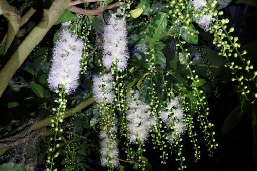 日が暮れてから開花し、翌朝には花が落ちてしまうことから“幻の花”と呼ばれているサガリバナ